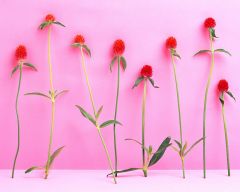 Tapeta Nature Flowers 266.jpg